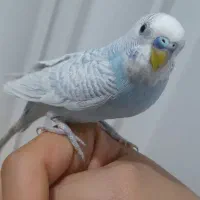 مرغ عشق دستی چلوندنی