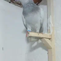 چندتا کفتر بوم