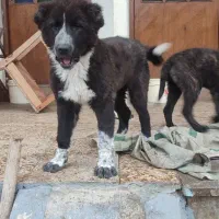 سگ قدرجونی توله