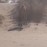 بچه شتر نه ماهه|حیوانات مزرعه|جلگه چاه هاشم, |دیوار