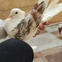 نر پلنگ خوشونه گره