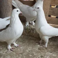 سفید پر پاپر