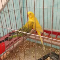 یک جفت مرغ عشق با چاهارتا جوجه|پرنده|فسا, |دیوار