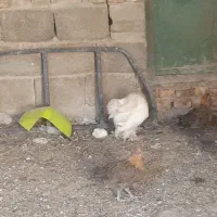 جوجه برهما غول