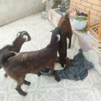 کهره  نرگوشتی ودوعدد چویش|حیوانات مزرعه|جم, |دیوار