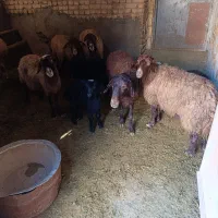 میش|حیوانات مزرعه|معصومیه, |دیوار