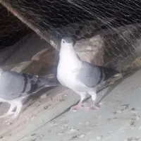 نروماده کرمانی