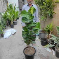 ۲۰ نوع گل  اپارتمانی خاص|گل و گیاه طبیعی|مشهد, رده|دیوار