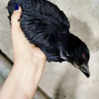 جوجه استرالوپ مشکی|حیوانات مزرعه|همدان, |دیوار