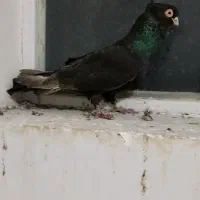 صرب|پرنده|مبارکه, |دیوار