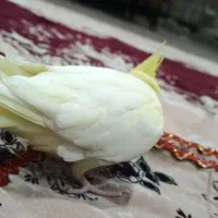 عروس هلندی جفت|پرنده|نقده, |دیوار