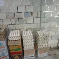 فروش تخم مرغ به قیمت عمده|عمدهفروشی|هشتگرد, شهرک ولیعصر (مصلی)|دیوار