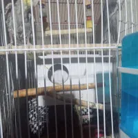 عروس هلندی یک دونه|پرنده|آبیک, |دیوار