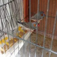 ۵ عدد فنچ همراه با قفس