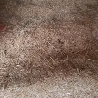 کاه گندم فله ای