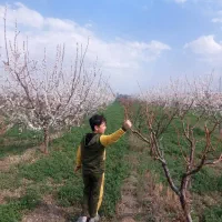 باغ و باغچه به متراژ ۱۳/۵۰۰|فروش دفتر صنعتی، کشاورزی، تجاری|نوشین شهر, |دیوار