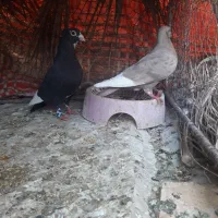 کبوتر سه جفت پلنگ بدون ایراد