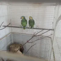 طوطی آمازون و خورشیدی