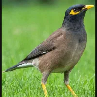 مرغ مینا|پرنده|قشم, |دیوار