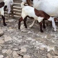 بزغاله پاکستانی اصل.وارداتی.شیر مست.خوراک خور