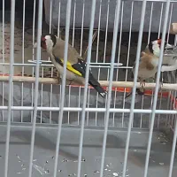 سهره اسطوره دهن لر|پرنده|کرمان, |دیوار