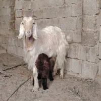 بز،آبستن تیشتر بز با کهره نر