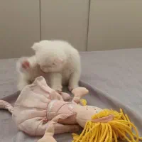 گربه اسکاتیش فولد|گربه|بیرجند, |دیوار