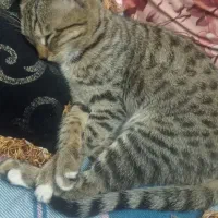 گربه خانگی ملوس ناز واگذارمیشود|گربه|ری, علایین|دیوار