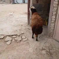 قوچ کله عروس