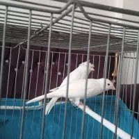 یک جهت قناری سفید