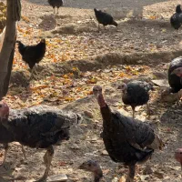 بوقلمون رسمی ۳۰ عدد|حیوانات مزرعه|تنکمان, |دیوار