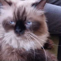 واگذاری حیوانات