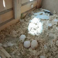 عروس هلندی البینو مولد|پرنده|نسیمشهر, |دیوار