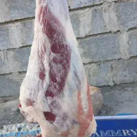 گوشت کهره باکیفیت|حیوانات مزرعه|میناب, |دیوار