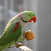 جوجه شاه طوطی نر ماده ۱ عدد بالغ نر طوق دار|پرنده|تهران, جیحون|دیوار