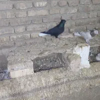 کلاغ دم سفید|پرنده|سبزوار, مدرس|دیوار