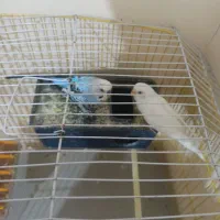 مرغ عشق موولد