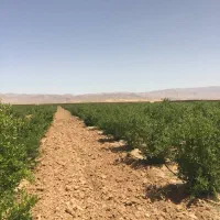 زمین-هکتاری-قرچک-ورامین