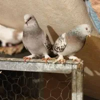 سوسنی ترک. نورآباد ممسنی|پرنده|نورآباد ممسنی, |دیوار