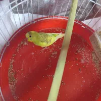 مرغ عشق ماده با قفس