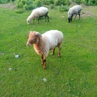 بره نر تالشی آس میزان