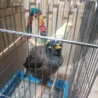 مرغ مینا سخنگو|پرنده|گراش, |دیوار