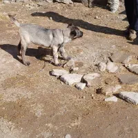 توله سگ نر|سگ|سراب, |دیوار