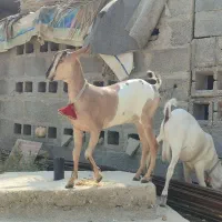 دوتا کهره سومالی|حیوانات مزرعه|مهر, |دیوار