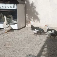 فروش اردک و قو