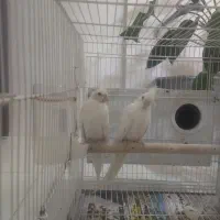 جفت عروس هلندی البینو مولد