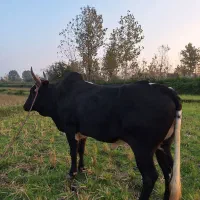 واگذاری ورزا چالوسی|حیوانات مزرعه|سنگر, |دیوار