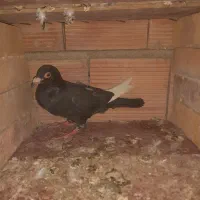 کفترزاغ شاپر سفید،ساده،دوبال،پلنگی|پرنده|گنبد کاووس, |دیوار