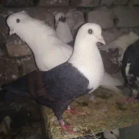 ماده کربلایی پاک