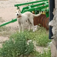 توله سگ سرابی نر